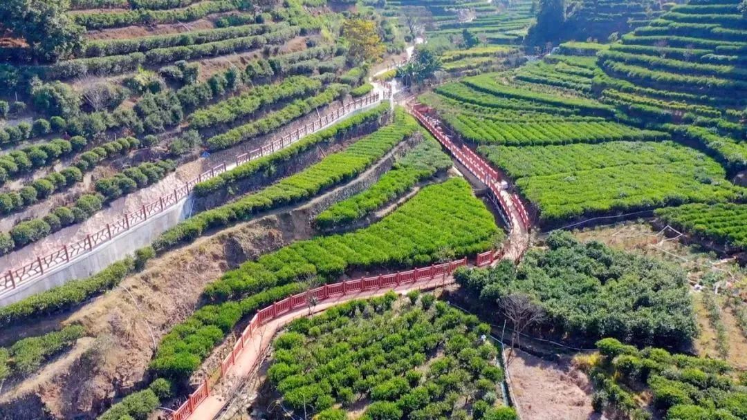 茶旅走廊.jpg