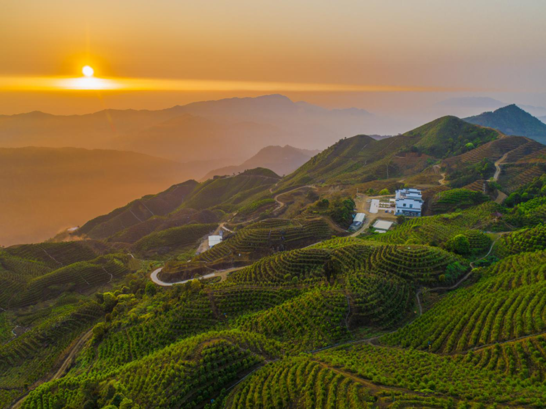 凤凰山茶园（郑坚摄）.png